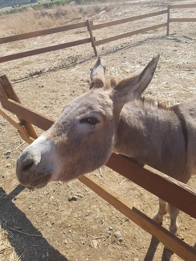 Perdaxius Agriturismo Gennemara B&B מראה חיצוני תמונה